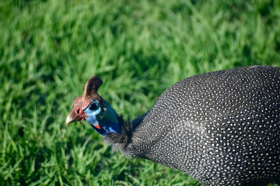 3 Bedroom Property for Sale in Heron Banks Golf Estate Free State